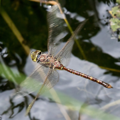 Blue-spotted Hawker (Adversaeschna brevistyla)
